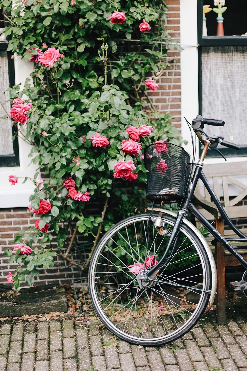 A black bicycle leans beside a brick wall and doorway beneath a climbing rose covered with pink flowers.